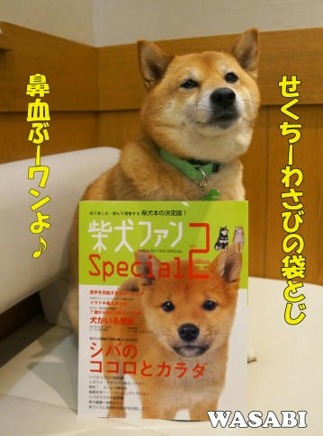 柴犬ファン Special 2 に掲載されました わさび音 Wasabi Ne