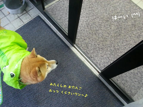 わさピンのお買い物 犬の繋留について わさび音 Wasabi Ne