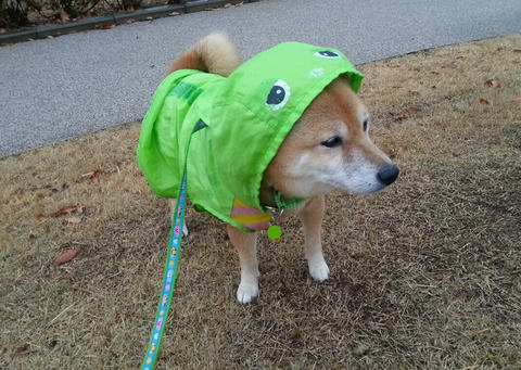 わさピンのお買い物 犬の繋留について わさび音 Wasabi Ne