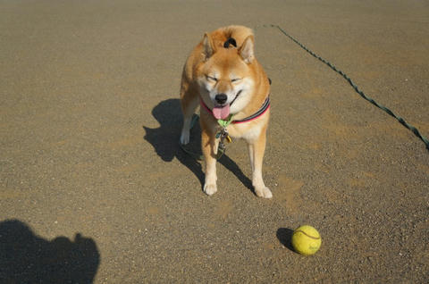 ボール遊び 大好き 柴犬のレトリーブ わさび音 Wasabi Ne