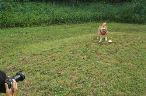取材裏話 はたらく犬たち について思うこと わさび音 Wasabi Ne