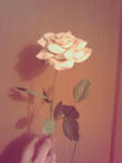 rose.jpg