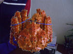 8cd4d23ejpeg