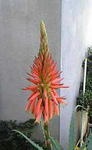 aloe_flower.jpg