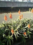 aloe_flower_2.jpg