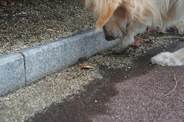 1318055969StOw_wme.gif