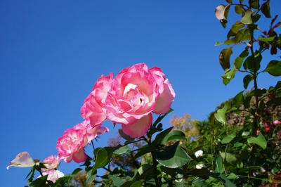 1e061f90.JPG