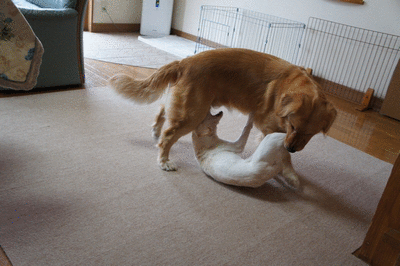 1326965457MF9HH.gif