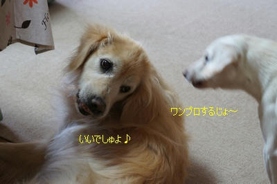 cd66723b.jpeg