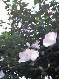 ムクゲ