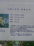 モンゴリアーン！！
