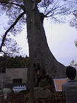 デカイ木