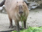 カピバラ６