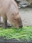 カプバラ５