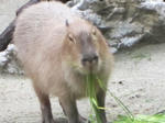 カピバラ４