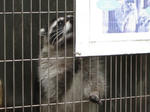 アライグマくん