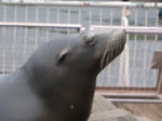 おめめかわゆす