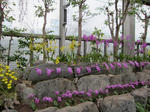 お花２