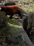 レッサーパンダ３