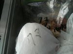 2010050608410000.jpg