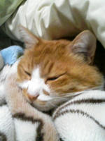futonneko3