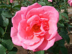 IMGP7422.JPG