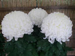 IMGP7505.JPG
