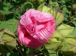 IMGP3103.JPG