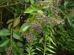 P1000742-1.jpg