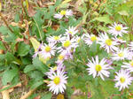 P1000744-1.jpg