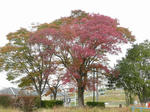 P1000745-1.jpg