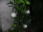 P1010085.JPG