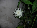 P1010087.JPG
