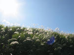 0810151145.jpg
