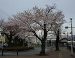 秋川駅南口の桜
