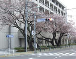 市役所の桜