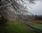 秋留台公園グランドの桜