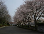 秋留台公園正面ゲートの桜