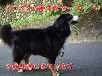 1251504246.gif