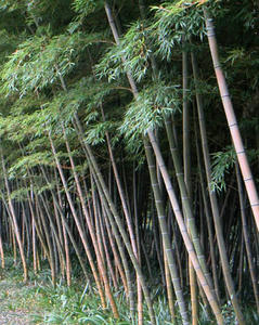 竹