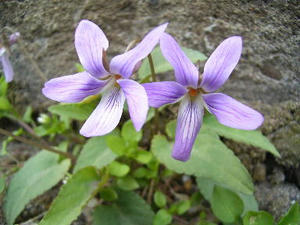 sumire
