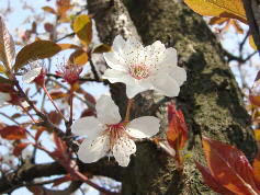 yamazakura