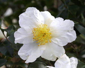 山茶花
