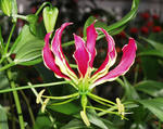 Gloriosa.jpg