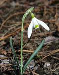 snowdrop.jpg