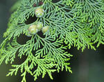 hinoki2.jpg