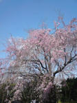 半蔵堀付近の枝垂桜