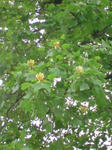 ユリノキ。シンボルツリーですね。チューリップみたいな花です。