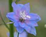 delphinium3.jpg