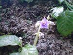 イワタバコ。紫色の花が咲きます。